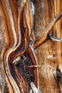 Bristlecone Pine-9136